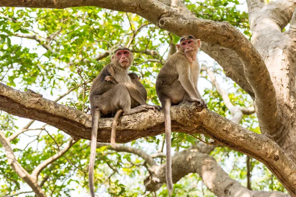 インドの猿のペア インドのマカク ボンネットマカク と彼らの赤ちゃんは木の枝に座って — ストック写真