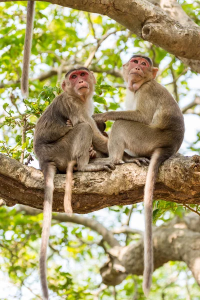 インドの猿のペア インドのマカク ボンネットマカク と彼らの赤ちゃんは木の枝に座って — ストック写真