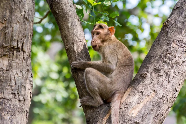 Indian Monkey Indian Macaques Bonnet Macaques Sitting Tree Branch Funny — Stock Photo, Image