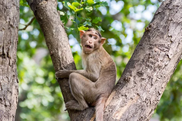 面白い表情の木の枝に座っているインドの猿 インドのマカク ボンネットマカク — ストック写真