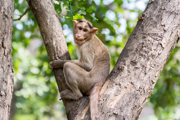 面白い表情の木の枝に座っているインドの猿 インドのマカク ボンネットマカク — ストック写真