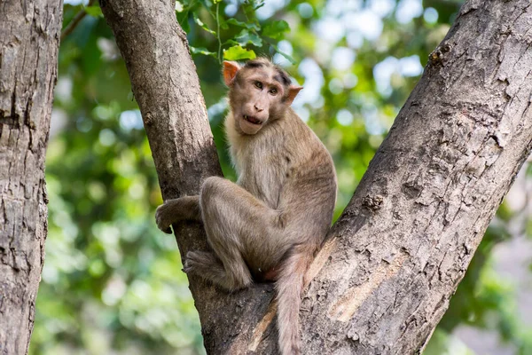 Indian Monkey Indian Macaques Bonnet Macaques Sitting Tree Branch Funny — Stock Photo, Image