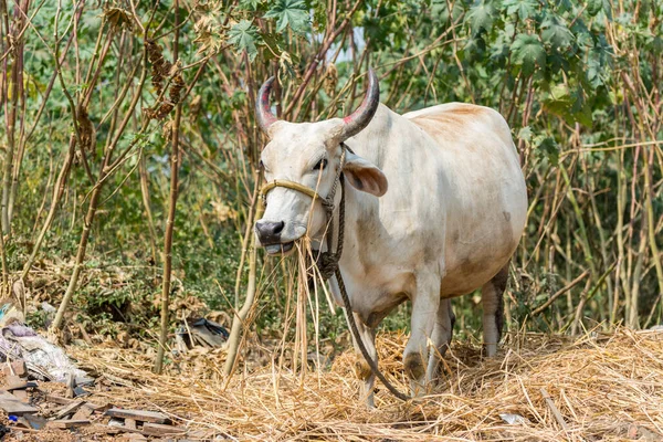 Una Vaca Blanca India Comiendo Paja Seca Carretera — Foto de Stock