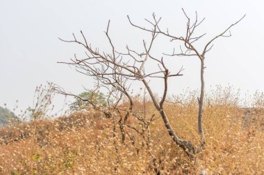 Sonbaharda dağların tepesinde kurumuş çimenler ve ölü ağaçlar. Sanjay Gandhi Ulusal Parkı, Mumbai, Hindistan 'ın kara parçaları.