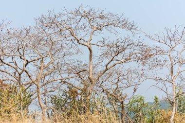 Sonbaharda dağların tepesinde kurumuş çimenler ve ölü ağaçlar. Sanjay Gandhi Ulusal Parkı, Mumbai, Hindistan 'ın kara parçaları.