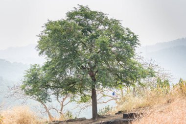 Sonbaharda dağların tepesinde yeşil bir ağaç. Sanjay Gandhi Ulusal Parkı, Mumbai, Hindistan 'ın kara kara parçaları. 