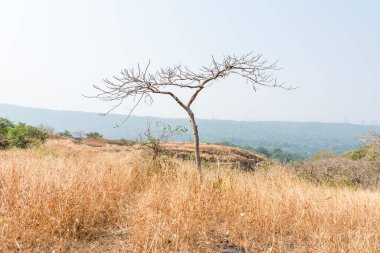 Sonbaharda dağların tepesinde kurumuş çimenler ve ölü ağaçlar. Sanjay Gandhi Ulusal Parkı, Mumbai, Hindistan 'ın kara parçaları.