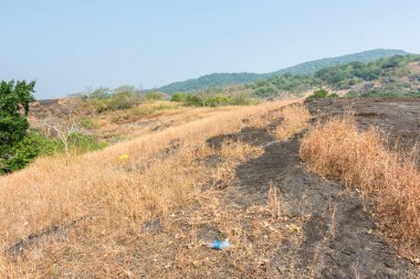 Sonbaharda Sanjay Gandhi Ulusal Parkı 'nın tepesinde, Mumbai, Hindistan' da kurak çimen çiçekleri. 