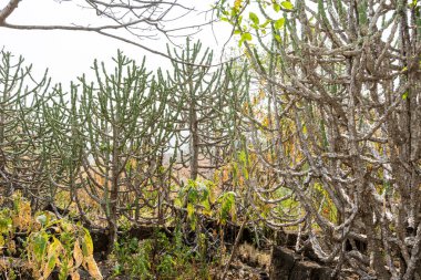 Sonbaharda Kaktüs Ormanı Sanjay Gandhi Ulusal Parkı 'nın zirvesinde, Mumbai, Hindistan