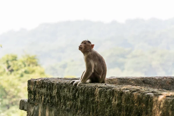 建物の屋根に座っているインドの猿 インドのマカク ボンネットのマカク — ストック写真