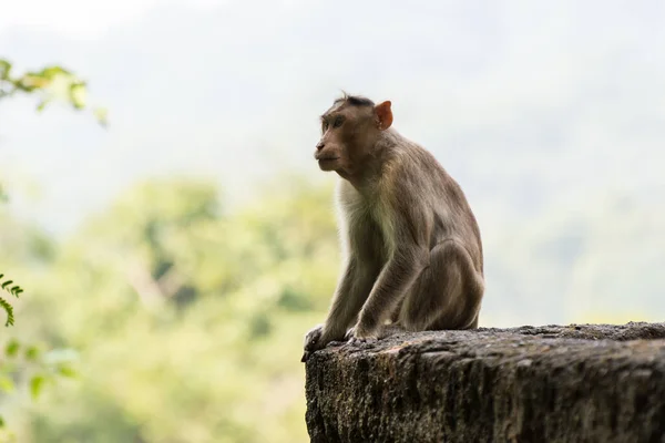 建物の屋根に座っているインドの猿 インドのマカク ボンネットのマカク — ストック写真