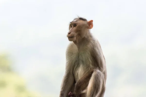 Een Indiase Aap Indiase Makaken Motorkap Makaken Zittend Het Dak — Stockfoto