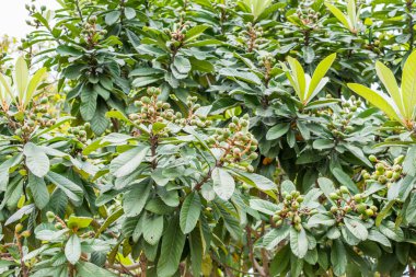Ağaçta yetişen yeşil lokuat meyveleri. Ayrıca Japon Medlar olarak da bilinir, Rosaceae familyasından, Çin 'in daha serin tepelerinde ve orta güney Çin' de yetişen bir meyve türüdür.