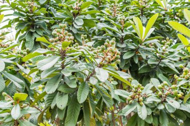 Ağaçta yetişen yeşil lokuat meyveleri. Ayrıca Japon Medlar olarak da bilinir, Rosaceae familyasından, Çin 'in daha serin tepelerinde ve orta güney Çin' de yetişen bir meyve türüdür.