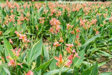 Tarlada yetişen yeşil yapraklı Pembe Canna indica çiçeği, ayrıca Kızılderili iğnesi, Afrika ok kökü, yenilebilir konserve, mor ok kökü, Sierra Leone ok kökü, Cannaceae familyasından bir bitki olarak da bilinir.