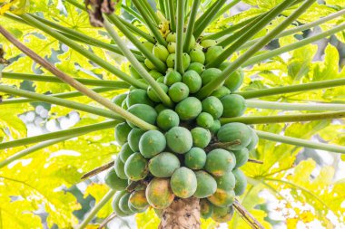 Shenzhen Çin 'deki tropik meyve bahçesinde yetişen ağaçta bir sürü yeşil papaya meyvesi var.