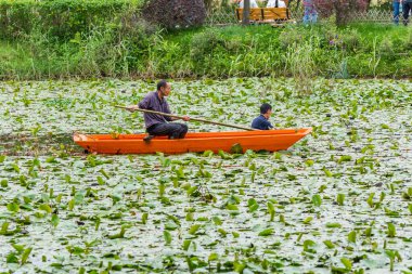 Çiftçi, Çin 'in Shenzhen kentindeki göletten ortak su sümbülü (Eichhornia crassipes) ayıklıyor