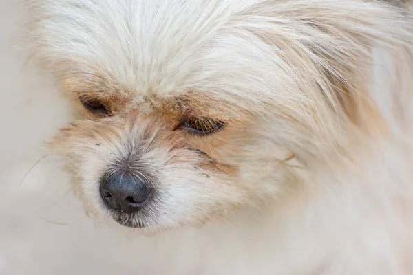 Close-up of hairy Pekingese puppy dog
