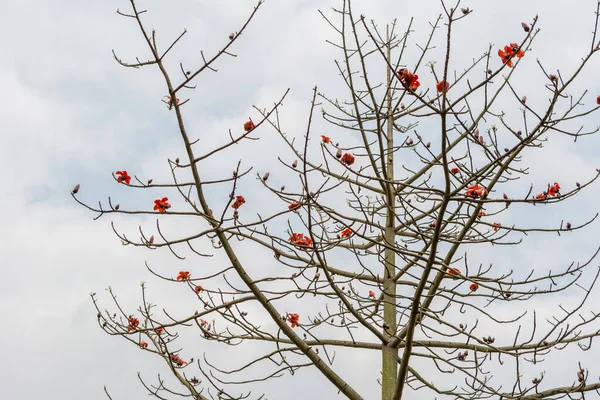 Floarea Roșie Kapok Care Crește Copac Fără Frunze Primăvara Împotriva fotografii de stoc fără drepturi de autor