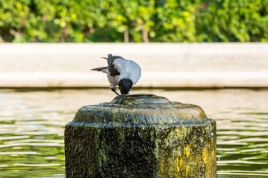 İran 'ın Tahran kentinde sonbaharda çeşmenin tepesindeki gri beyaz boyunlu karga (Corvus cornix) içme suyu 