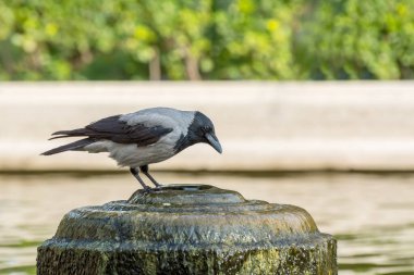 İran 'ın Tahran kentinde sonbaharda çeşmenin tepesindeki gri beyaz boyunlu karga (Corvus cornix) içme suyu 