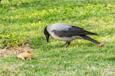 Sonbaharda İran 'ın Tahran kentinde yaprakları dökülen kuru meyve otlaklarını yiyen gri beyaz boyunlu bir karga. 