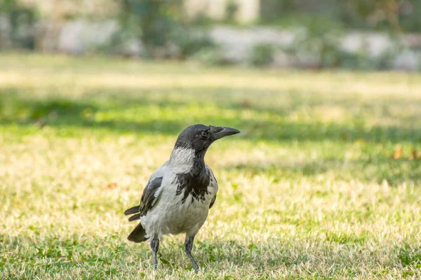 Corvo Dal Collo Bianco Grigio Con Cappuccio Corvus Cornix Piedi — Foto Stock