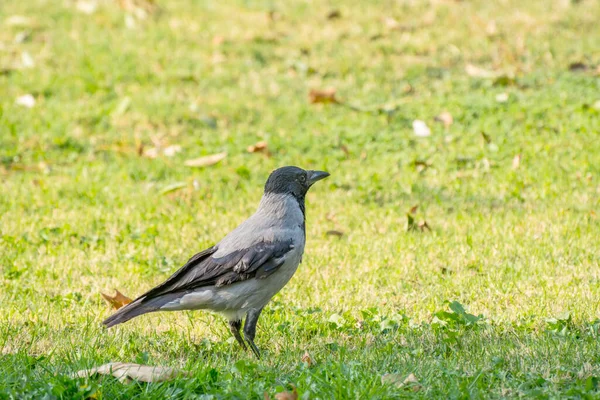 Corvo Com Capuz Pescoço Branco Cinza Corvus Cornix Pastagens Outono — Fotografia de Stock