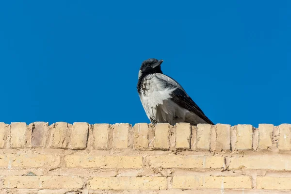 Серый Ворон Corvus Tristis Вершине Моста Аллахверди Хан Известный Seh — стоковое фото