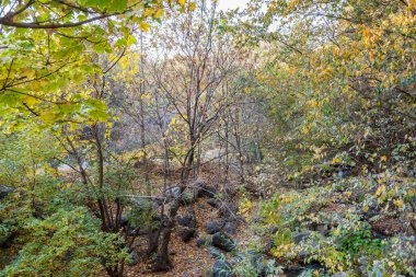 İran 'ın başkenti Shemiran' da yer alan Qajar ve Pahlavi hükümdarları tarafından inşa edilen Sa 'dabad Sarayı Kompleksi' nde sonbaharda altın orman.