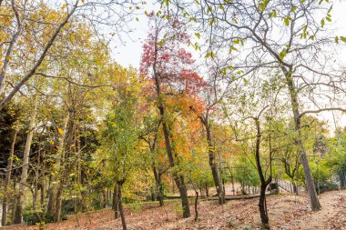İran 'ın başkenti Shemiran' da yer alan Qajar ve Pahlavi hükümdarları tarafından inşa edilen Sa 'dabad Sarayı Kompleksi' nde sonbaharda altın orman.