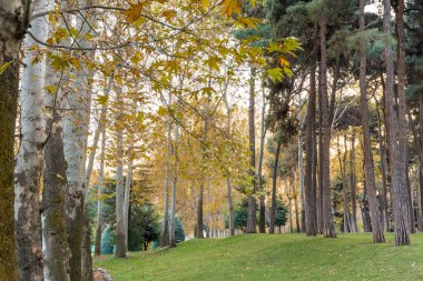 İran 'ın başkenti Shemiran' da yer alan Qajar ve Pahlavi hükümdarları tarafından inşa edilen Sa 'dabad Sarayı Kompleksi' nde sonbaharda altın orman.