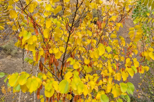 黄金の葉と秋には トカル山 テヘラン イランへの道端にドライフルーツの木 トタールはテヘランの住民のための人気のレクリエーション地域です — ストック写真