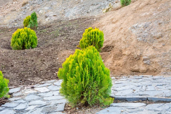 Pequeños Abetos Bañados Camino Hacia Montaña Tochal Teherán Irán Que —  Fotos de Stock