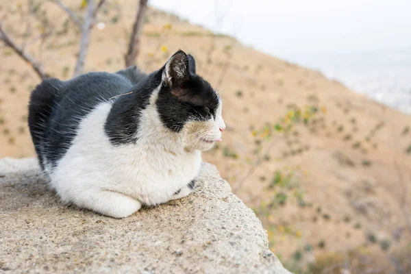 Chat Sans Abri Persan Blanc Noir Accroupi Sur Balcon Avec — Photo