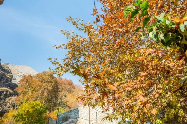 Sonbaharda Tochal dağında Darband vadisinde sabah ağaçta altın yapraklar. Tahran sakinleri için popüler bir eğlence bölgesi