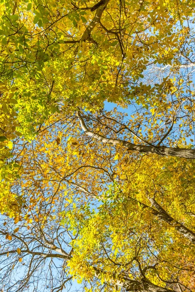 Gyllene Löv Träd Darbandsdalen Morgonen Hösten Tochalberget Populär Rekreationsregion För — Stockfoto