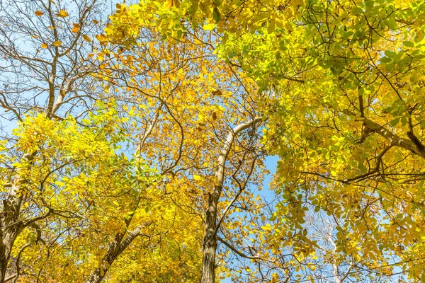 Gyllene Löv Träd Darbandsdalen Morgonen Hösten Tochalberget Populär Rekreationsregion För — Stockfoto