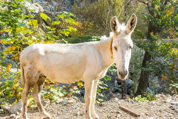 Burro Blanco Valle Darband Montaña Tochal Teherán Irán — Foto de Stock