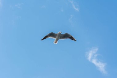 İstanbul-Türkiye Boğazı 'nda mavi gökyüzüne karşı kızaran martı