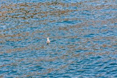 İstanbul 'da İstanbul Boğazı' nda mavi denizin arka planında yüzen tek bir beyaz martı.
