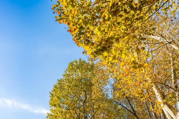 Gyllene Löv Träd Och Äng Parken Topkapipalatset Hösten Istanbul Turkiet — Stockfoto