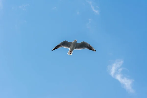 Seagull Frying Blue Sky Bosphorus Strait Istanbul Turkey — Stock Photo, Image