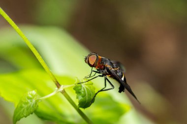 Uçan sineğin yeşil yapraklara tünemesi.