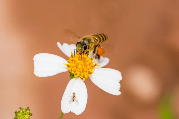 Honigbiene Sammelt Pollen Auf Gelbem Und Weißem Gänseblümchen — Stockfoto