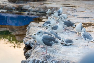 Taşın üstünde bir grup beyaz martı.
