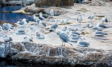 Taşın üstünde bir grup beyaz martı.