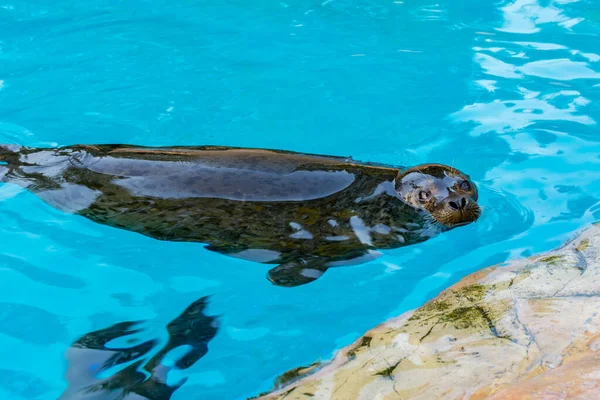 Gefleckte Robbe Phoca Largha Schwimmt Auf Blauem Pool — Stockfoto