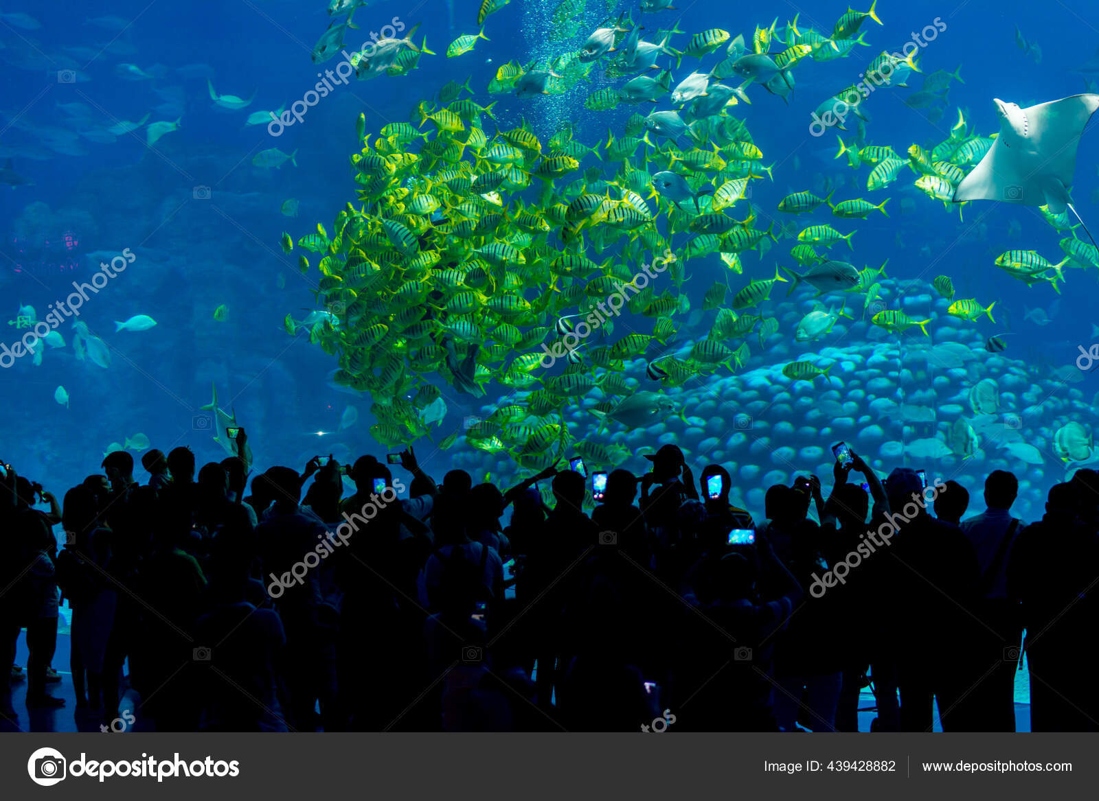 Silhouettes People Looking Fish Huge Aquarium Fish Tank Tropical