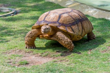 Kahverengi Kaplumbağa, Afrika Mahmuzlu Kaplumbağa veya Geochelone Sulcata otlakta yavaşça sürünüyorlar.